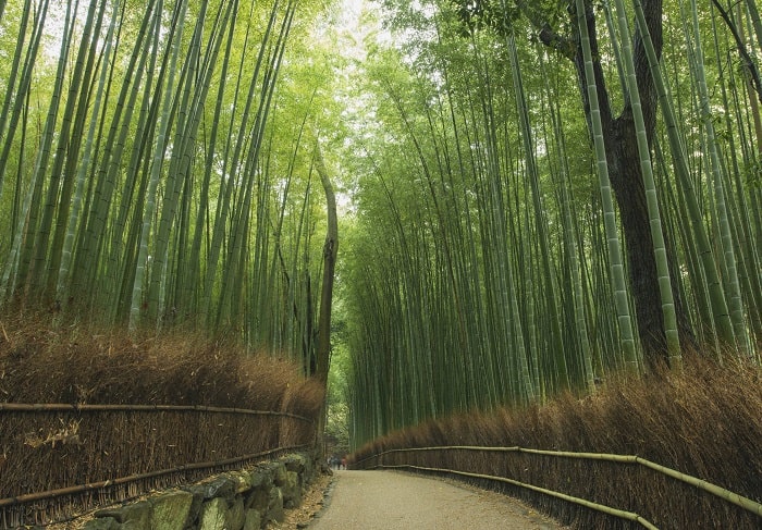 Đến Arashiyama ngắm khu rừng tre xanh ngát