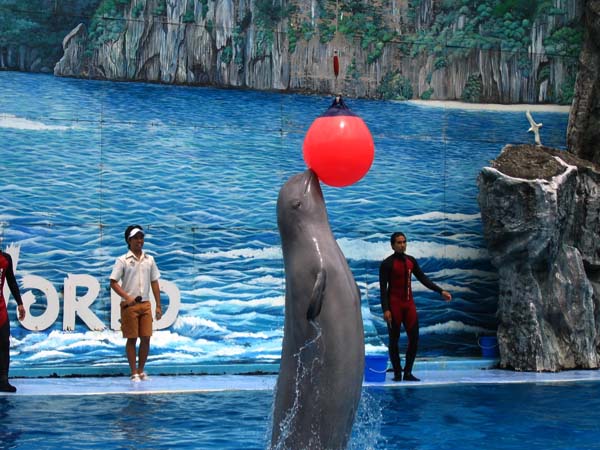 Các show diễn vô cùng khéo léo