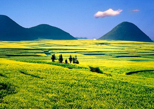 Cánh đồng hoa cải dầu rực rỡ.