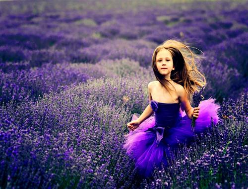 Canh dong hoa oai huong