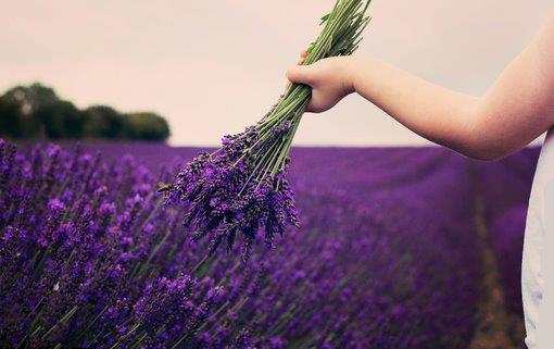 Cánh hoa oải hương ở Y Lê Trung Quốc Canh dong hoa oai huong o Y Le Trung Quoc