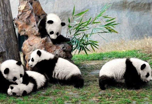 Chengdu Panda Base Chengdu Panda Base