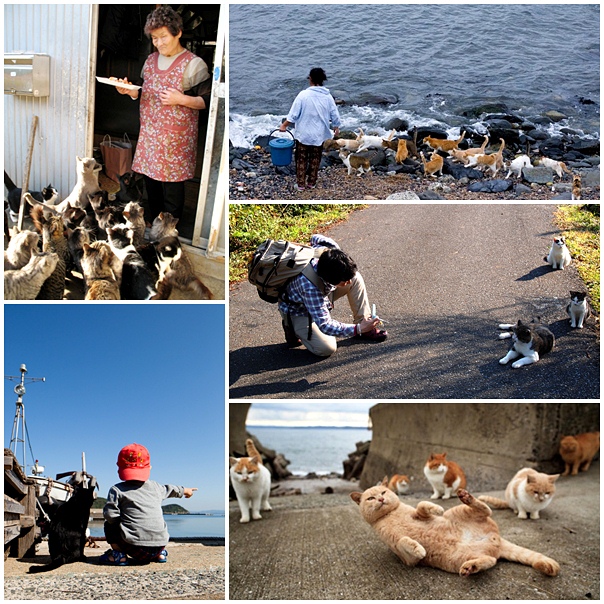 Đảo mèo Tashirojima