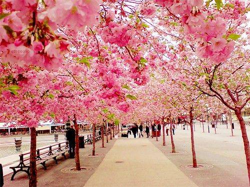 Du lịch Nhật Bản ngắm hoa anh đào