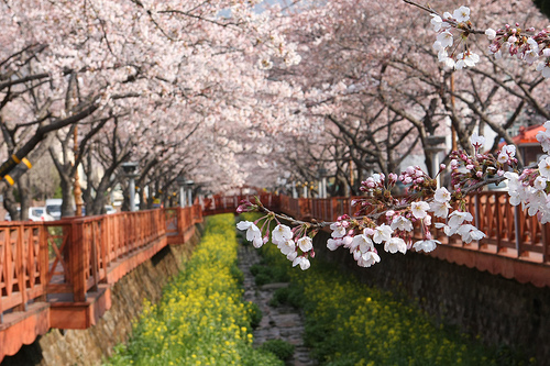 Đường hoa anh đào Yunjung-re_Seoul