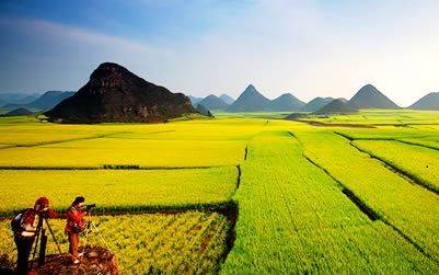 Hoa cai vang Trung Quoc
