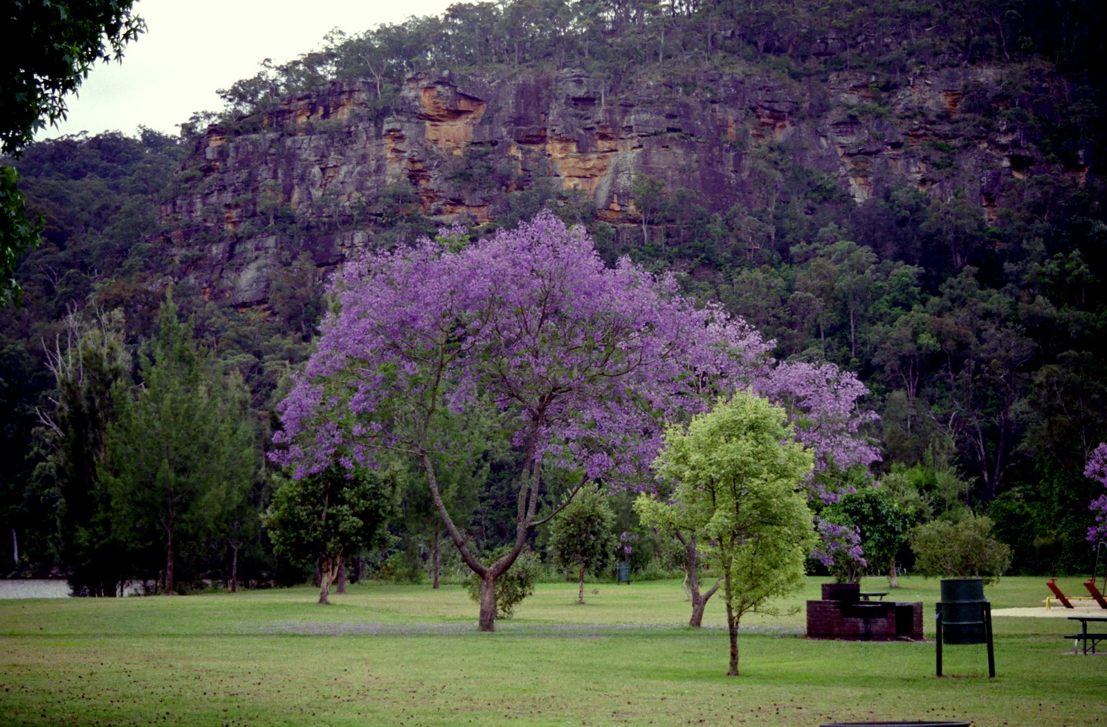 Jacaranda