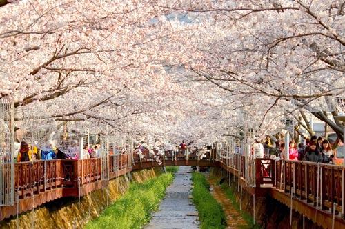duong ham hoa anh dao Jinhae, han quoc