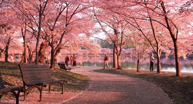 Lễ hội hoa anh đào Washington Mỹ