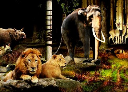 Night Safari, Singapore