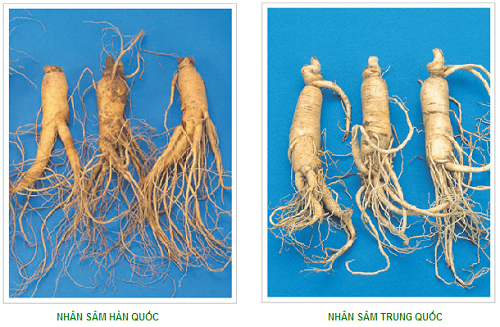 Phân biệt nhân sâm thật giả