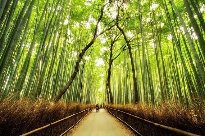 Rừng tre Arashiyama
