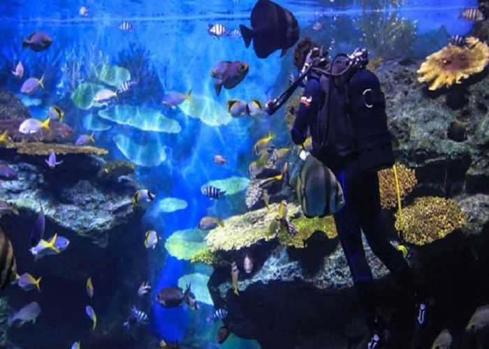 Thủy Cung SEA LIFE Bangkok Ocean World