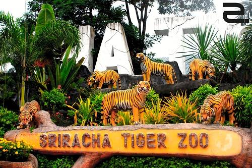 Sriracha Tiger Zoo