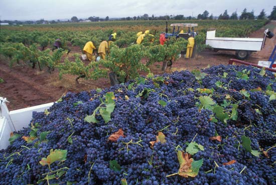 Thung lung nho Barossa 