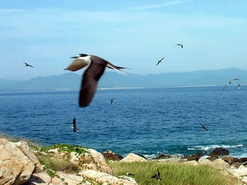 Chim Hải Âu biển Nha Trang
