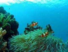 Thơ mộng Đảo Rồng Tioman 