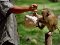 Đắm mình với Koh Samui viên ngọc của Thái Lan