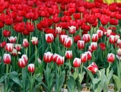 Ngắm hoa tulip cùng tour du lịch Châu Âu