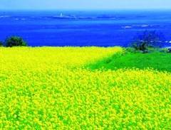 Ghé thăm đảo Jeju thiên đường tình yêu Hàn Quốc