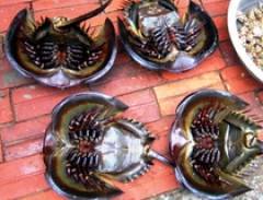 Tới Hạ Long đừng quên thưởng thức Sam biển