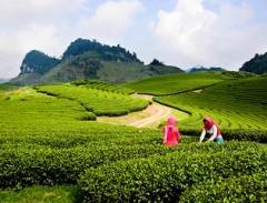 Khám phá cao nguyên Mộc Châu