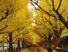 Những Con Đường Tình Yêu Nổi Tiếng Nhật Bản