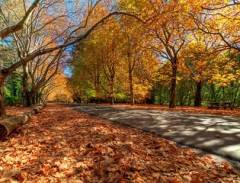 Khám Phá Mùa Thu Nước Úc