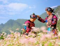 Sắc hồng trên cánh đồng tam giác mạch