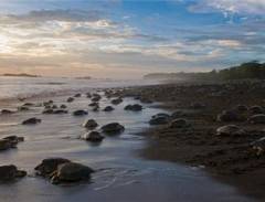 Đảo Rùa - Sipadan Malaysia