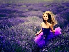 Mùa Oải Hương Ở Thung Lung Y Lê - Tân Cương