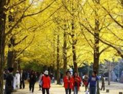 Đảo Nami - Hàn Quốc bình yên và lãng mạn