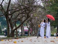 Hà Nội - Nỗi nhớ mùa đông không tên