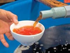 5 đặc sản của đảo Phú Quốc