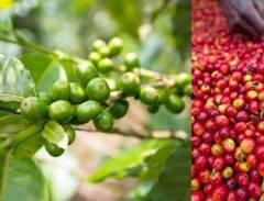 Cao Nguyên Cà Phê Bolaven - Điểm Đến Mới Ở Lào