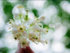Nồng nàn hoa bưởi tháng ba - Hà Nội