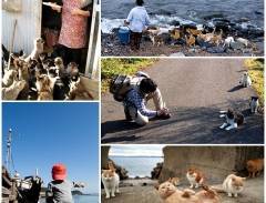 Khám Phá Đảo Mèo Tashirojima, Nhật Bản