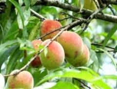 Những món quà ngọt lịm khó cưỡng ở Mộc Châu