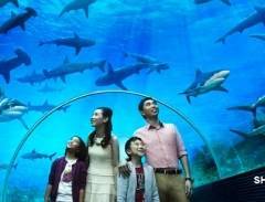 Du lịch Singapore, khám phá thủy cung lớn nhất Đông Nam Á - S.E.A. Aquarium