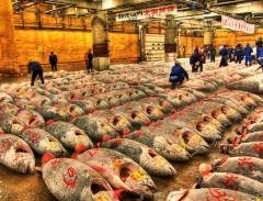 Chợ cá Tsukiji lớn nhất Tokyo, Nhật Bản