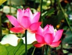Hoa sen chính thức được đề cử Quốc hoa