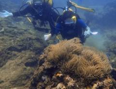 Đến Đà Nẵng khám phá sự sống dưới đại dương