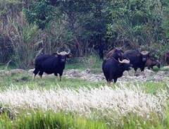 Đồng Nai chính thức trở thành Khu dự trữ sinh quyển thứ 580 của thế giới