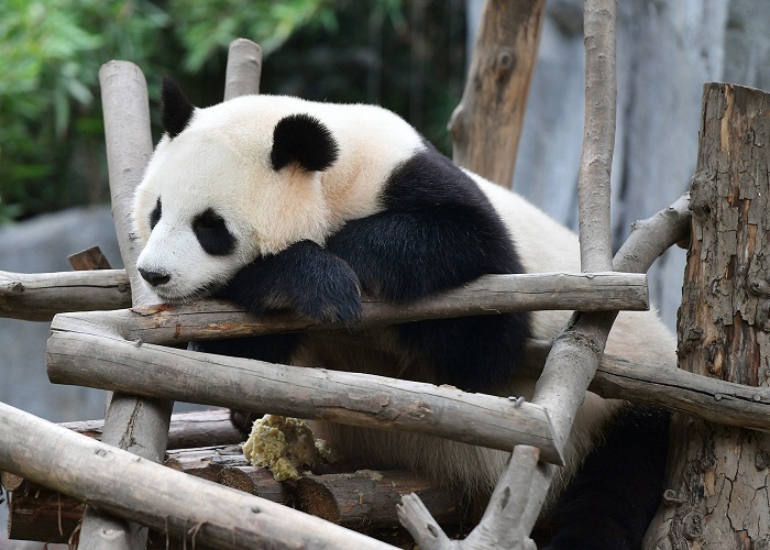 Trung tâm nghiên cứu gấu trúc Thành Đô Trung tâm nghiên cứu gấu trúc Thành Đô