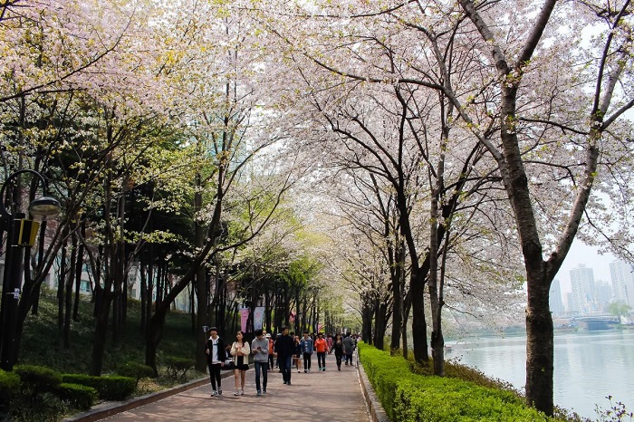 hoa anh đào trên Seokchon