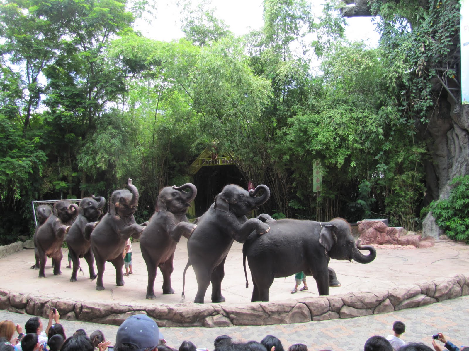 vuon thu lo thien Safari World 