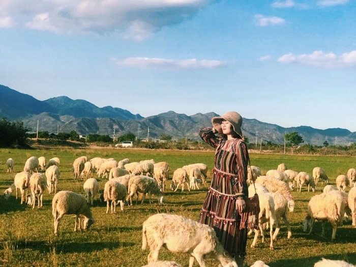 Check-in đồng cừu An Hòa trong chuyến hành trình tour Nha Trang Ninh Thuận 4 ngày