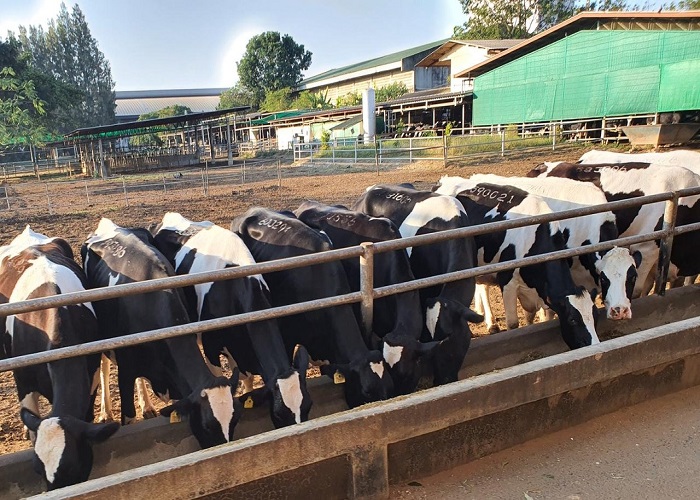 Nông Trại CHOKCHAI FARM