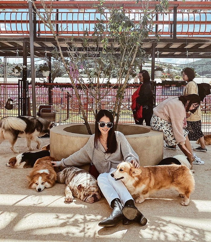 Tham quan trang trại cún Puppy Farm 