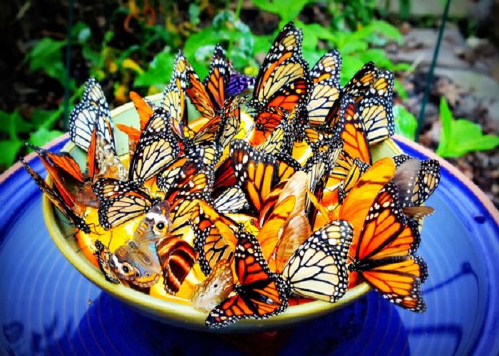 Trung tâm đặc sản ba miền - Butterfly Garden